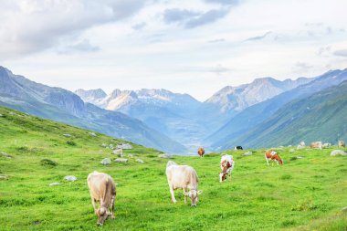 İsviçre 'deki dağlarda arka planda otlayan inekler.