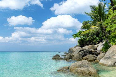 Palmiye ağaçları ve turkuaz deniz ile tropikal plaj