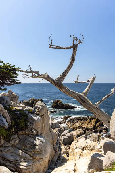 カリフォルニアの17マイルドライブに沿って壮大な海と高くそびえるモミの木を特徴とする魅惑的な海岸線の風景 — ストック写真