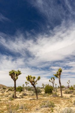 Joshua Tree Ulusal Parkı 'nın nefes kesici bir fotoğrafı Mojave Çölü' nün eşsiz manzarasını ve güzelliğini gözler önüne seriyor.