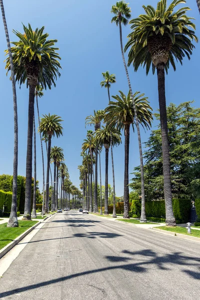 Beverly Hills Rijden Bekleed Met Hoge Majestueuze Palmbomen Los Angeles — Stockfoto
