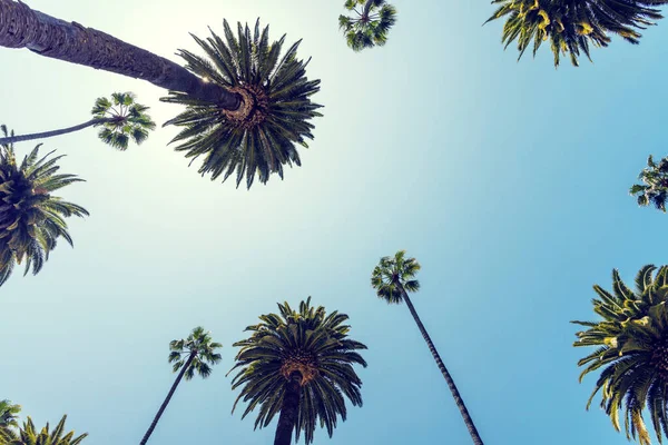 Kaliforniya Beverly Hills Mükemmel Bir Yaz Günü Uzun Palmiyelerin Gölgesinde — Stok fotoğraf