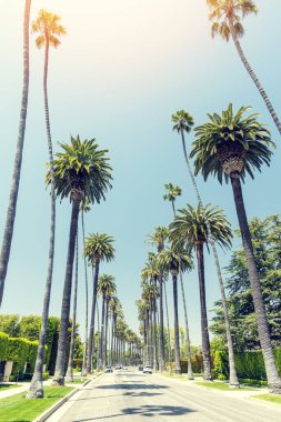 Beverly Hills yolu uzun ve görkemli palmiye ağaçları ile kaplı, Los Angeles, California