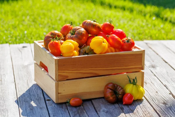 Różne Pomidory Rustykalnej Skrzyni Stole Ogrodowym Układy Płaskie — Zdjęcie stockowe
