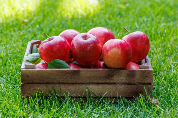 Caja Madera Con Manzanas Rojas Frescas Césped Verde —  Fotos de Stock