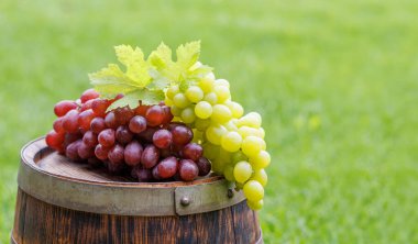 Dışarıdaki şarap fıçısına asma ve fotokopi alanı
