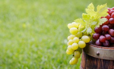 Dışarıdaki şarap fıçısına asma ve fotokopi alanı