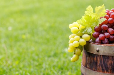 Dışarıdaki şarap fıçısına asma ve fotokopi alanı