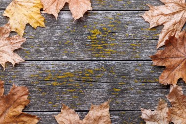 Kırsal ahşap arka planda sonbahar yaprakları kopya alanı ile