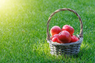 Yeşil çimlerin üzerinde taze kırmızı elmalar ve fotokopi alanı.