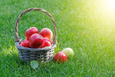 Yeşil çimlerin üzerinde taze kırmızı elmalar ve fotokopi alanı.