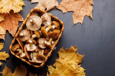 Köy sepetinde taze mantarlar, sağlıklı bir hasat. Kopyalama alanı olan düz