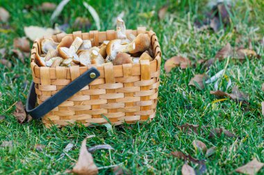 Köy sepetinde taze mantarlar, çimenlerde sağlıklı bir hasat.