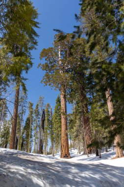 Snow-covered sequoia tree park, winter wonderland. Sunny day clipart
