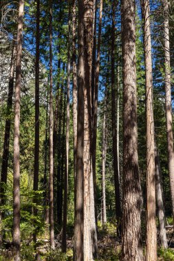 Yosemite Ulusal Parkı 'ndaki Ağaç Ormanı, Kaliforniya, ABD