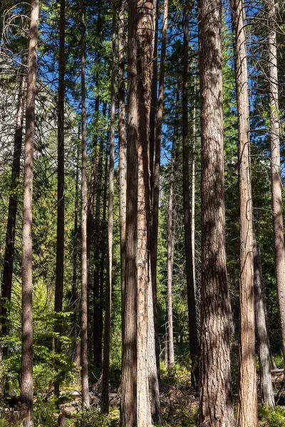 Tree Forest Yosemite National Park California — Stock Photo, Image