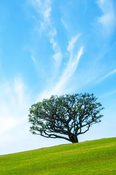 Весняне Дерево Лузі Природа Під Блакитним Небом Ліцензійні Стокові Фото