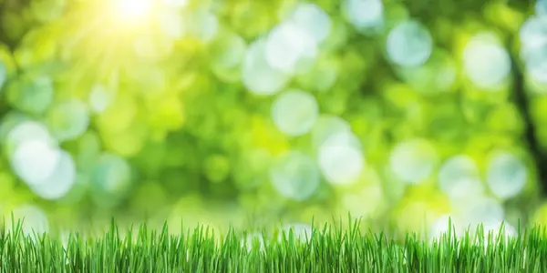 Sunny Green Foliage Bokeh Background Green Grass Ideal Summer Backdrop Royalty Free Stock Images