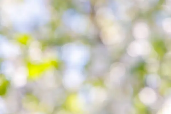 Ηλιόλουστο Πράσινο Φύλλωμα Bokeh Φόντο Ιδανικό Καλοκαιρινό Σκηνικό — Φωτογραφία Αρχείου
