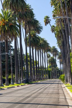 Beverly Hills caddesi, uzun palmiye ağaçları. Los Angeles, Kaliforniya