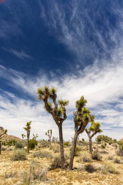 Joshua Tree Ulusal Parkı 'nın nefes kesici bir fotoğrafı Mojave Çölü' nün eşsiz manzarasını ve güzelliğini gözler önüne seriyor.