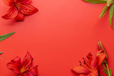 Kırmızı zambak çiçekleri çarpıcı bir kırmızı arkaplanda sergileniyor, canlı bir zarafet ve cesur bir güzellik sergiliyor. Fotokopi alanı olan düz uzanma, bir şablon veya model için mükemmel