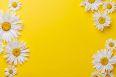 Renkli arka planda çeşitli papatya çiçekleri. Fotokopi alanı olan düz uzanma, bir şablon veya model için mükemmel