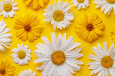 Renkli arka planda çeşitli papatya çiçekleri. Düz yatış, şablon ya da model için mükemmel