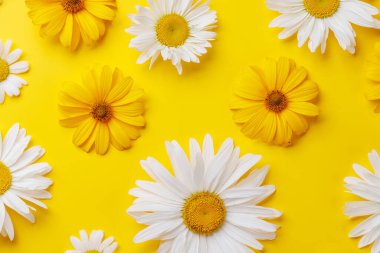 Renkli arka planda çeşitli papatya çiçekleri. Fotokopi alanı olan düz uzanma, bir şablon veya model için mükemmel