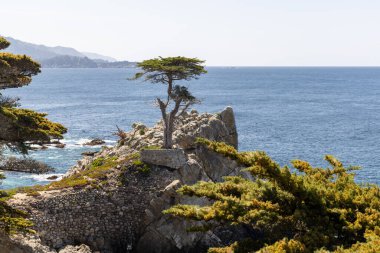 Büyüleyici bir kıyı manzarası görkemli okyanusu ve Kaliforniya 'daki manzaralı 17 mil boyunca yükselen köknar ağaçlarını barındırıyor.
