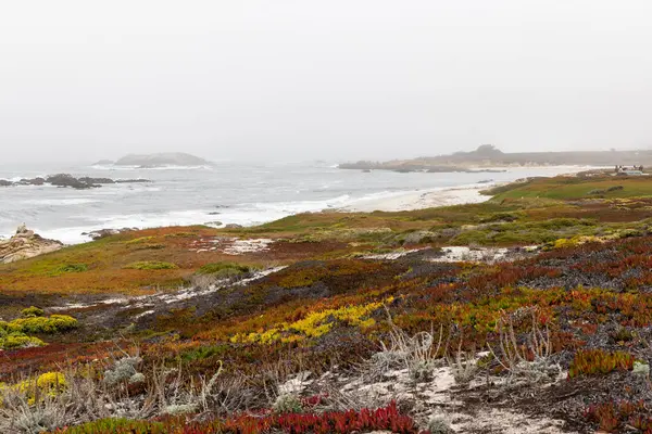 stock image A captivating coastal landscape featuring the majestic ocean and towering fir trees along the scenic 17-Mile Drive in California