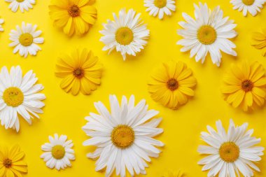 Renkli arka planda çeşitli papatya çiçekleri. Fotokopi alanı olan düz uzanma, bir şablon veya model için mükemmel