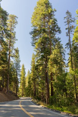 Ormanda asfalt kavis yolu