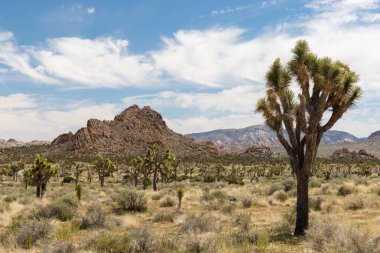 Joshua Tree Ulusal Parkı 'nın nefes kesici bir fotoğrafı Mojave Çölü' nün eşsiz manzarasını ve güzelliğini gözler önüne seriyor.