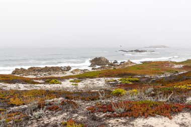 Büyüleyici bir kıyı manzarası görkemli okyanusu ve Kaliforniya 'daki manzaralı 17 mil boyunca yükselen köknar ağaçlarını barındırıyor.