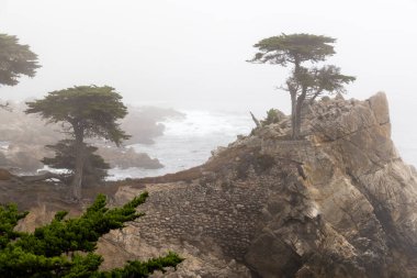 A captivating coastal landscape featuring the majestic ocean and towering fir trees along the scenic 17-Mile Drive in California clipart