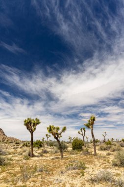 Joshua Tree Ulusal Parkı 'nın nefes kesici bir fotoğrafı Mojave Çölü' nün eşsiz manzarasını ve güzelliğini gözler önüne seriyor.