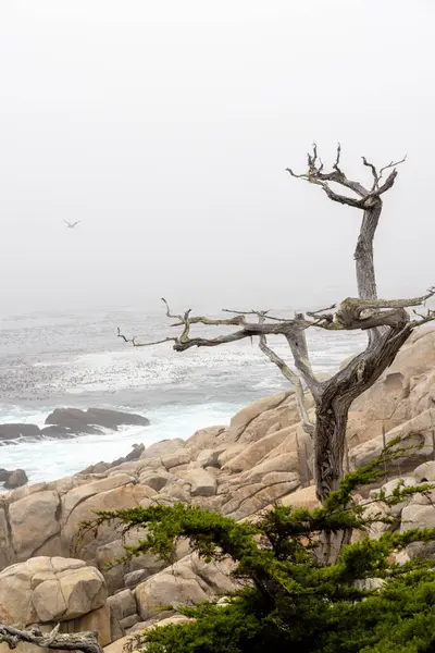 stock image A captivating coastal landscape featuring the majestic ocean and towering fir trees along the scenic 17-Mile Drive in California