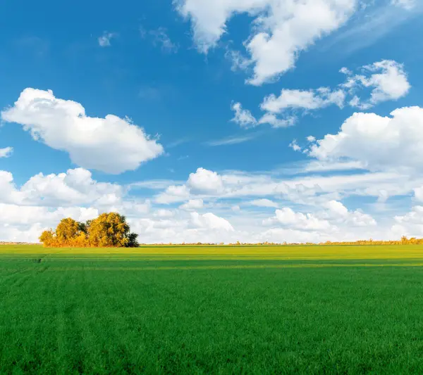 stock image A serene autumn landscape featuring a lush green field, golden-hued trees displaying their fall foliage, and a majestic sky filled with soft clouds under the warm sunlight