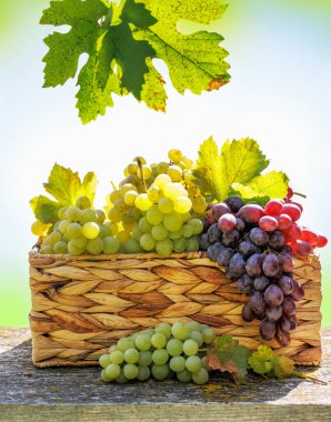 Güneşli bir üzüm bağının önünde çeşitli üzümlerle dolu bir sepet. Üzüm bağları, sıcak güneş ışığı altında parlayan üzümlerle uzaklara kadar uzanıyor..