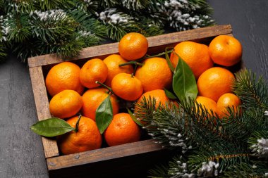 Kutlama turunçgil sevinci: Tatil temalı bir kutuda mandalinalar, düz uzanış