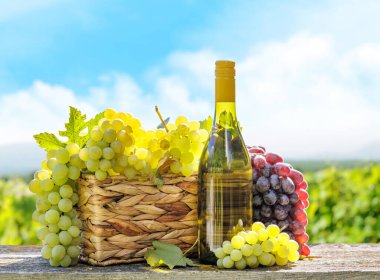 Güneşli bir üzüm bağının önünde bir şişe beyaz şarap ve bir sepet üzüm. Üzüm bağları, sıcak güneş ışığı altında parlayan üzümlerle uzaklara kadar uzanıyor..