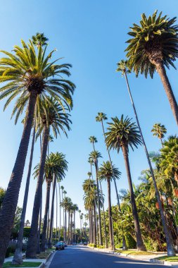 Iconic Beverly Hills caddesi parlak güneşli bir gökyüzünün altında yükselen palmiye ağaçlarıyla dolu, lüks ve Güney Kaliforniya 'nın cazibesi yayılıyor.