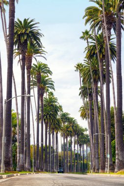 Iconic Beverly Hills caddesi parlak güneşli bir gökyüzünün altında yükselen palmiye ağaçlarıyla dolu, lüks ve Güney Kaliforniya 'nın cazibesi yayılıyor.