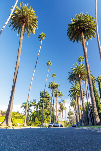 Iconic Beverly Hills street lined with towering palm trees under a bright sunny sky, exuding luxury and the charm of Southern California