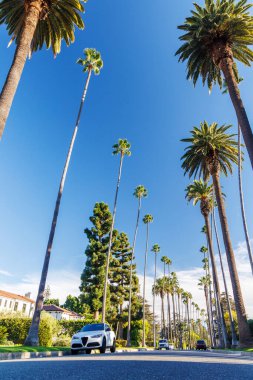Iconic Beverly Hills caddesi parlak güneşli bir gökyüzünün altında yükselen palmiye ağaçlarıyla dolu, lüks ve Güney Kaliforniya 'nın cazibesi yayılıyor.