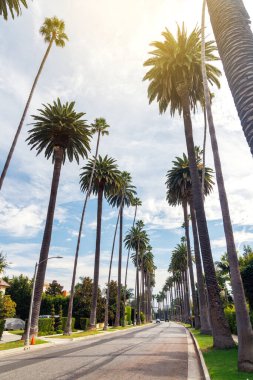 Iconic Beverly Hills caddesi parlak güneşli bir gökyüzünün altında yükselen palmiye ağaçlarıyla dolu, lüks ve Güney Kaliforniya 'nın cazibesi yayılıyor.