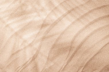 Yumuşak plaj kumsalında, yumuşak palmiye yaprağından gölgeler içeren tropik bir yaz arkaplanı sıcak ve rahatlatıcı bir deniz atmosferini çağrıştırıyor.