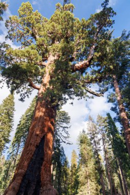 Sequoia Ulusal Parkı 'ndaki Dev Sequoia Ağaçları, ABD