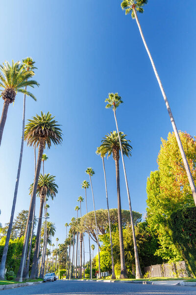 Iconic Beverly Hills street lined with towering palm trees under a bright sunny sky, exuding luxury and the charm of Southern California